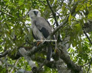 Harpy Eagle Darien National Park