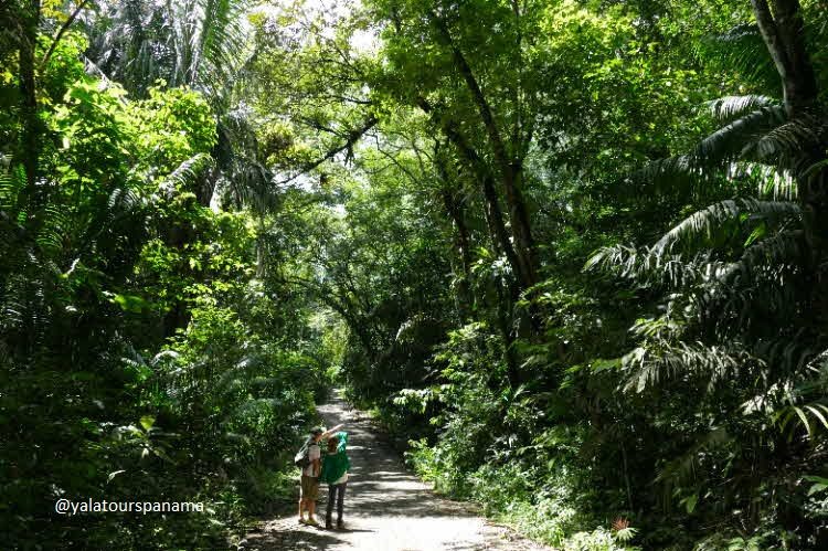 Soberania National Park hike walk or nature