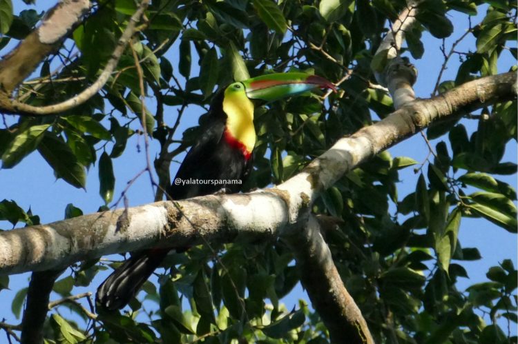 Birding in Panama Toucan Yala Tours Panama