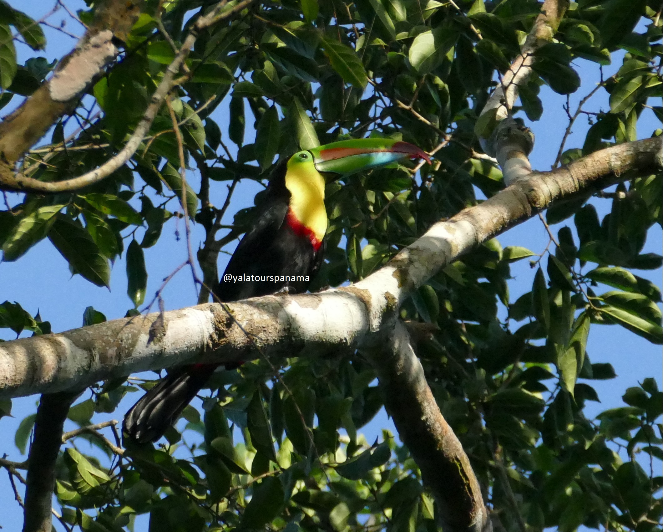 Birding in Panama Toucan Yala Tours Panama